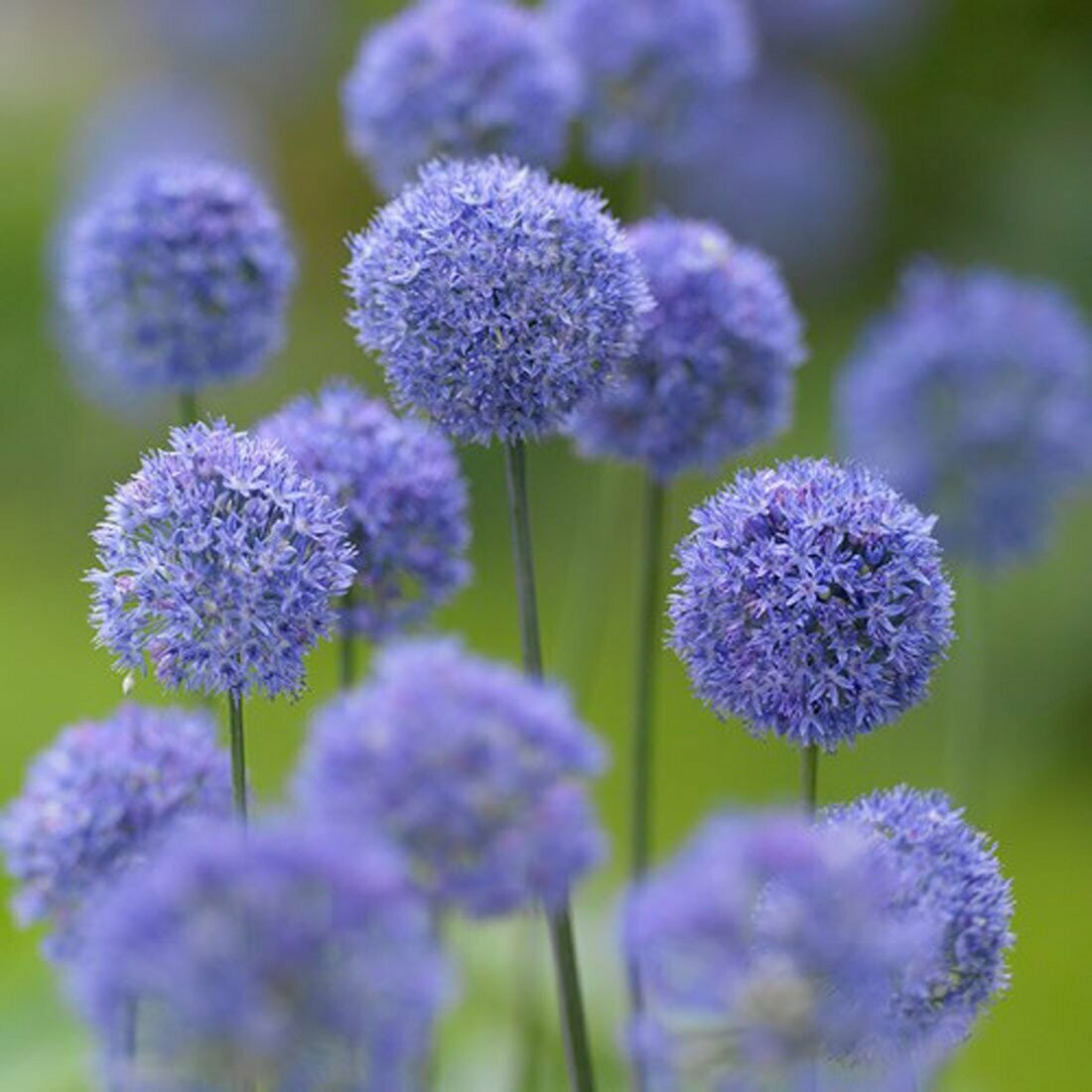 Allium caeruleum azureum